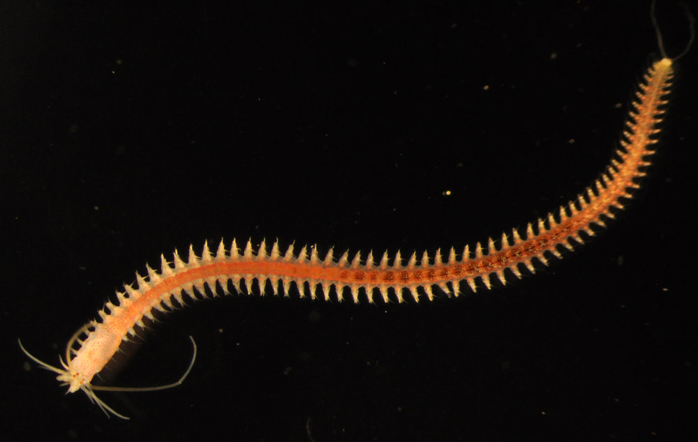 Platynereis-dumerilii