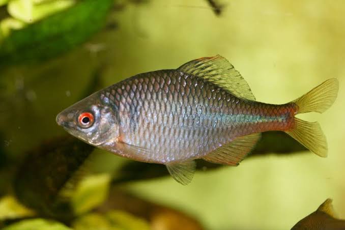 Bitterfing (Rhodeus ocelatus) | Wikipedia