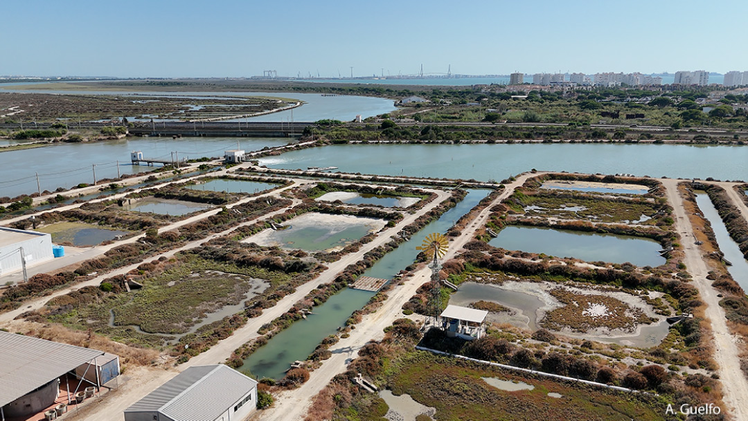 Bay of Cadiz: a privileged setting for modern, circular and sustainable aquaculture