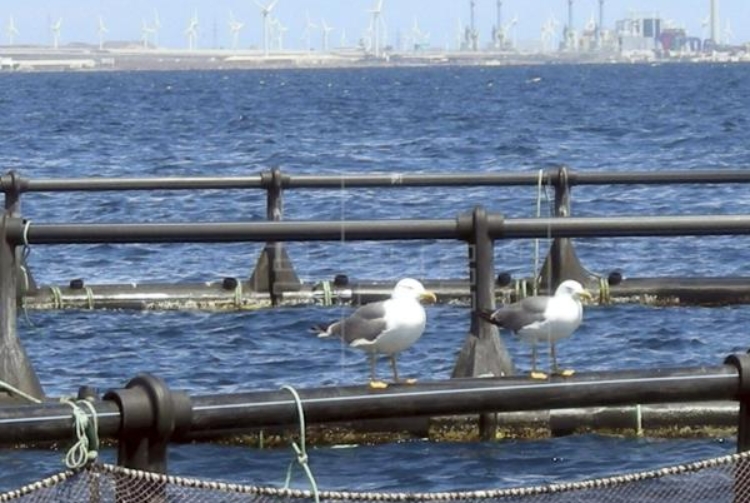 Jaula de Acuicultura y gaviotas Jaula de Acuicultura y gaviotas