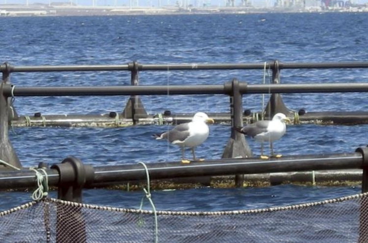 Jaula de Acuicultura y gaviotas Jaula de Acuicultura y gaviotas