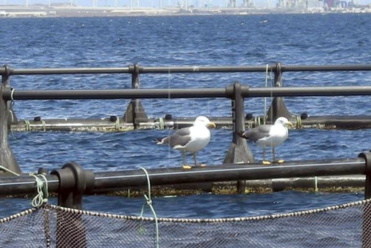 Jaula de Acuicultura y gaviotas Jaula de Acuicultura y gaviotas