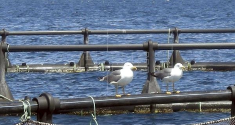 Jaula de Acuicultura y gaviotas Jaula de Acuicultura y gaviotas