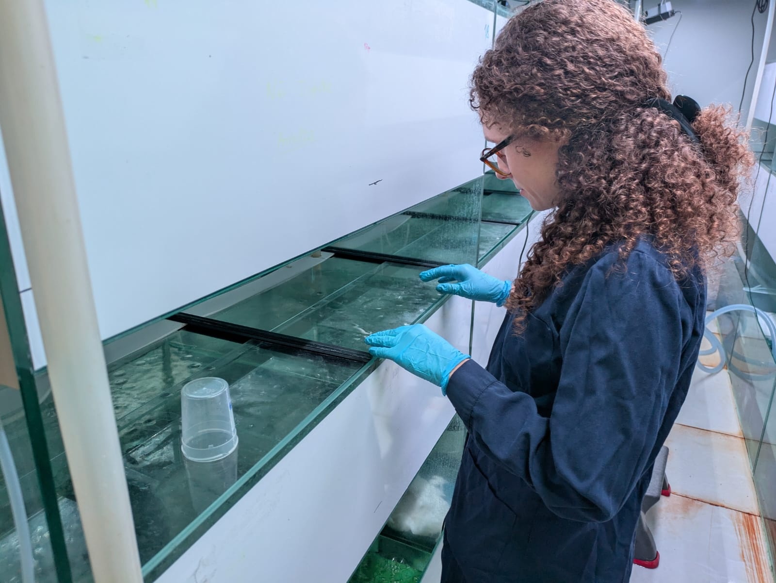 Mariana Vaz | acuario truchas Mariana Vaz | acuario truchas