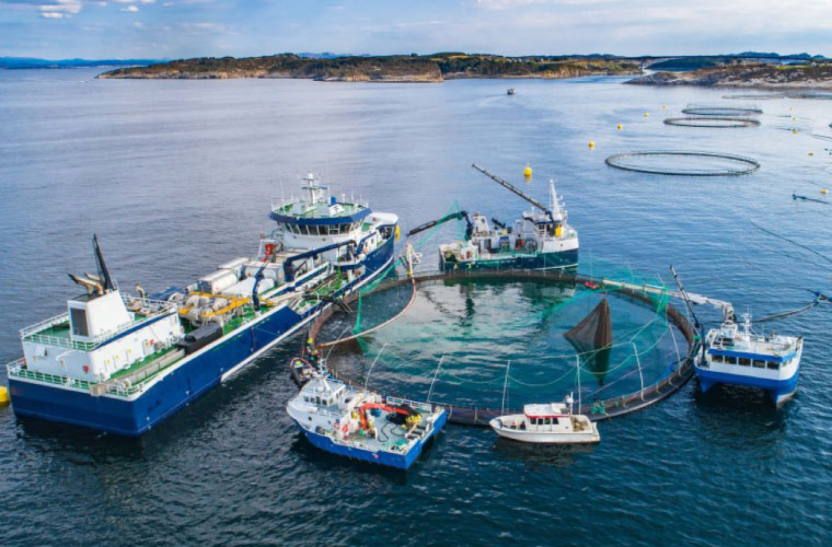 Spain maintained stable marine production levels in 2024, with sharp contrasts between species