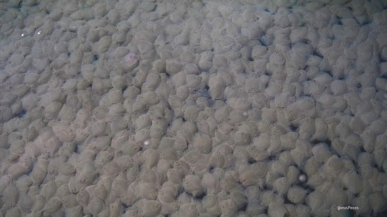 Spain anticipates stable juvenile production in 2025 for its strategic marine aquaculture species