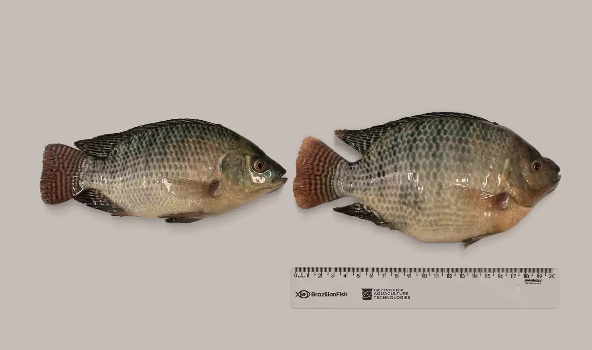 Tilapia Brazilian Fish Tilapia Brazilian Fish