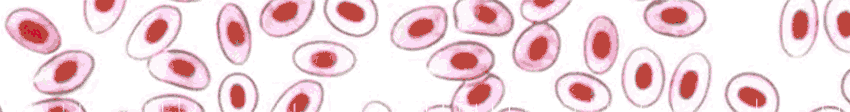 Skretting banner HTO2