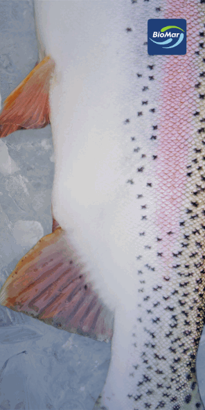 BIOMAR | Trout EFFICO - Grower Campaign