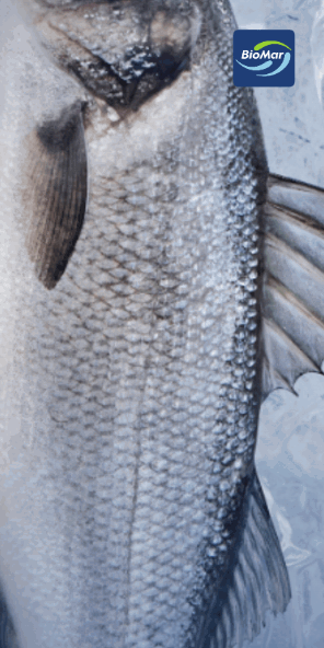 BioMar - Seabass - EFICO MAXIO - EN 296x592