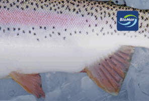 BioMar Grower Campaign - Trout EFFICO