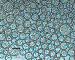 Un método de bajo coste que combina energía solar y catálisis mejora la rentabilidad del aceite de microalgas