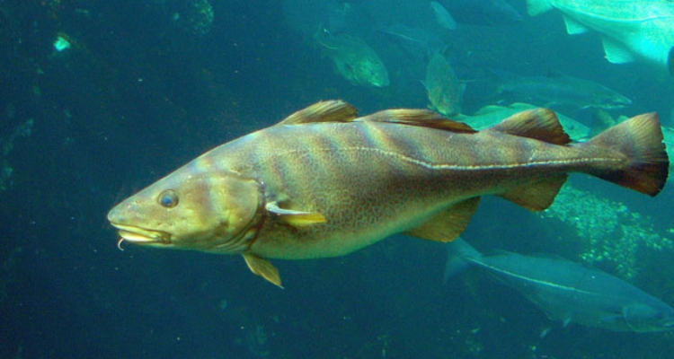 Gadus-morhua-bacalao-wikipedia