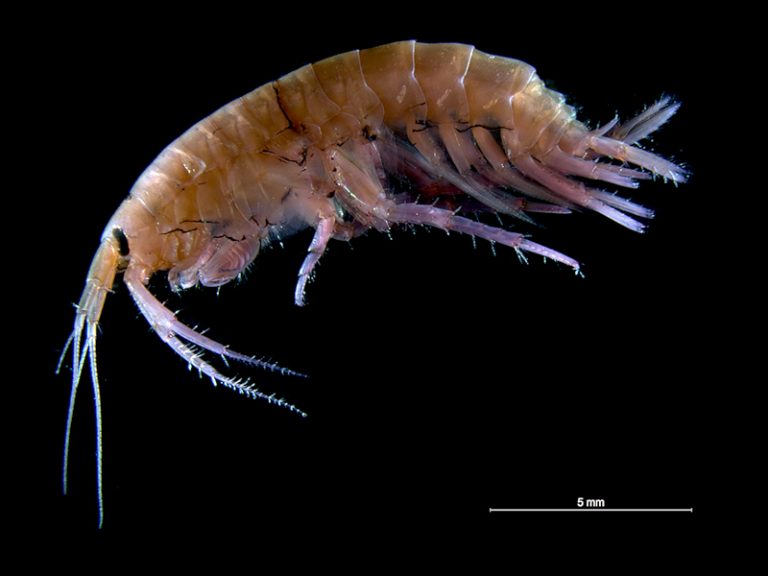 Gammarus_locusta