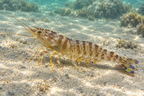Una nueva empresa de producción de langostinos en Ayamonte prevé sacar sus primeras ventas para Navidad