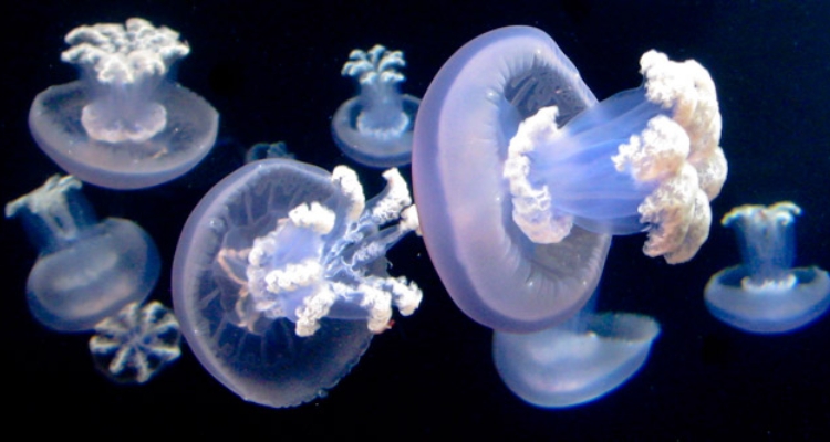 Medusa-grande_Viena-Zoo_Kienberger