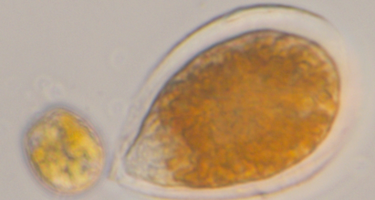 OstreopsisVSProrocentrum