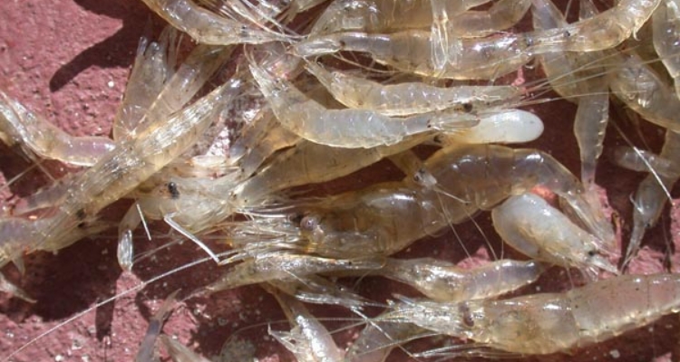 Camarón (Palaemonetes varians)
