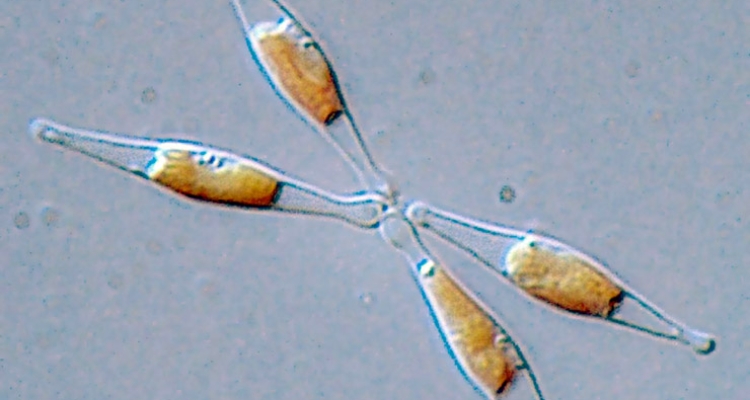 Phaeodactylum_tricornutum-diatomea-icman-csic