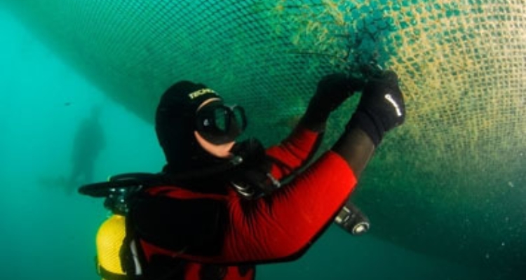 Submarinista operando en jaula de acuicultura /EscaFEP