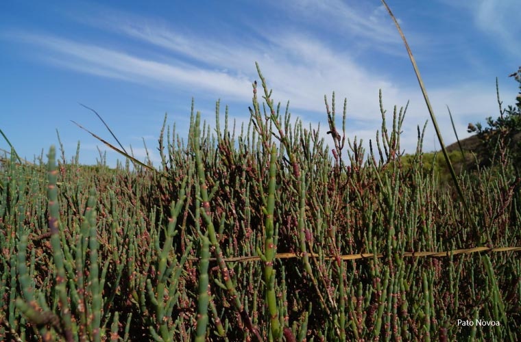 Sarcocornia neei de Pato Novoa Sarcocornia neei de Pato Novoa