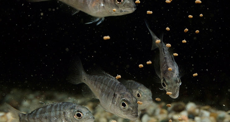 Sea-bream-juvenile-SKT-02290