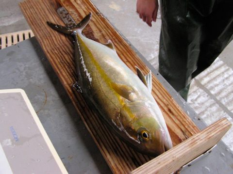 Seriola_medicion