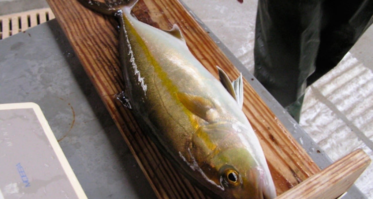 Seriola_medicion