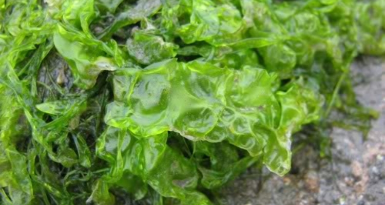 Ulva_lactuca