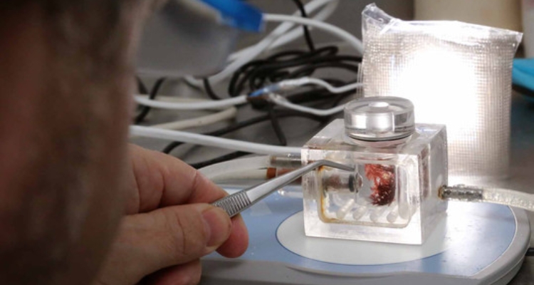 Un-laboratorio-de-cultivo-de-algas-polares-unico-en-Espana_image_380