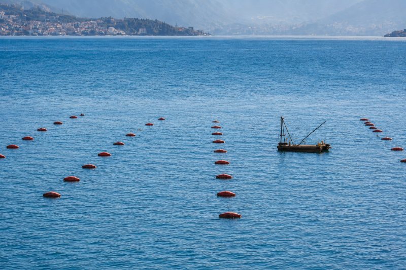 Più carne in inverno e primavera, ma conchiglie più porose per le cozze dell’Adriatico
