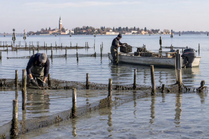 Dopo le morie estive, il Veneto destina 470mila euro alla ricostituzione degli stock di molluschi