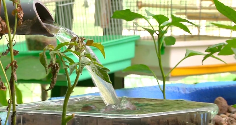 acuaponia acuaponia