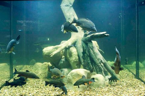 Acuario de Villafranca de Guadiana