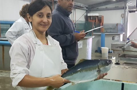 Acuicola del Norte (Chile), seriola lalandi