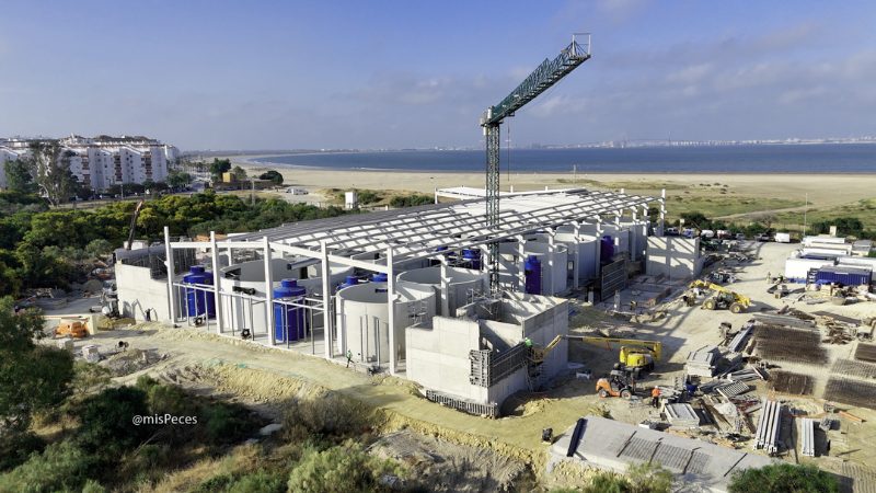 Three greater amberjack projects in Spain mobilise around €18 million in public funding
