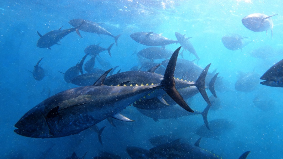 atunes bajo el agua en El Gorguel