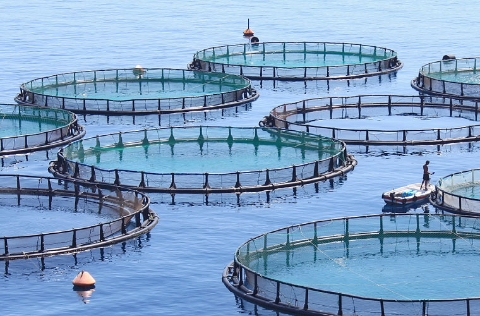acuicultura en Italia /CREA
