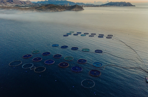 Acuicultura de España - granja marina