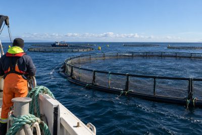 Un modelo estima una rentabilidad del 19,4% para una granja offshore de lubina frente a Francia