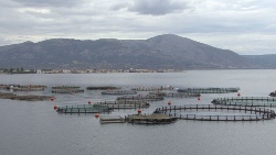 AZTI Tecnalia coordinará el proyecto LIFE AQUAPEF para generar una metodología de Huella Ambiental del Producto de acuicultura