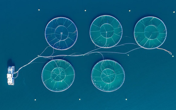 acuicultura-offshore-oceanica