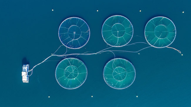 acuicultura-offshore-oceanica acuicultura-offshore-oceanica