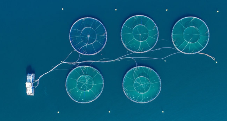acuicultura-offshore-oceanica