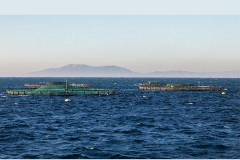 Cataluña aprueba nuevos controles de higiene y trazabilidad para pesca y acuicultura hasta 2030