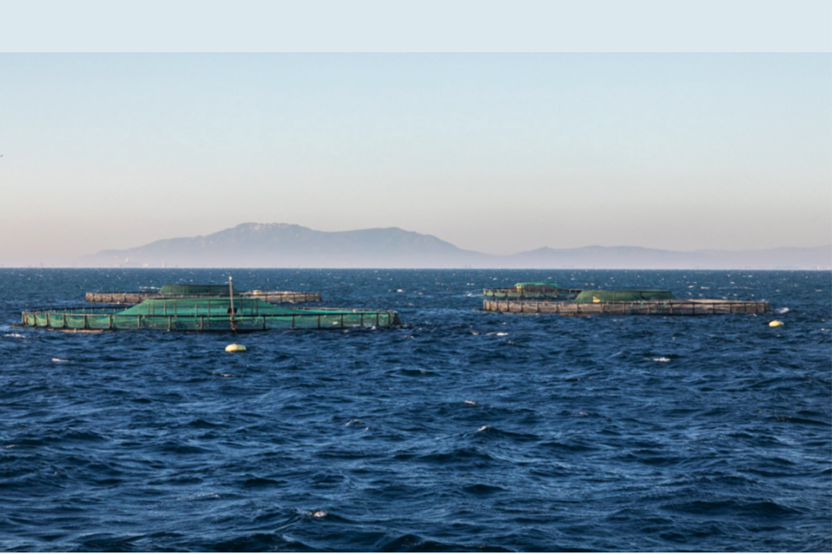 Acuidelta, granja marina Cataluña