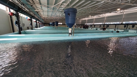 ACUIPALMA, preengorde doradas y lubinas