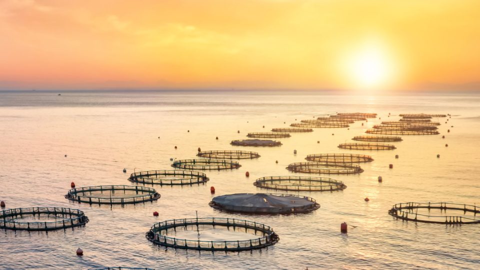 ADISSEO - PEPSEA - Fish Farm