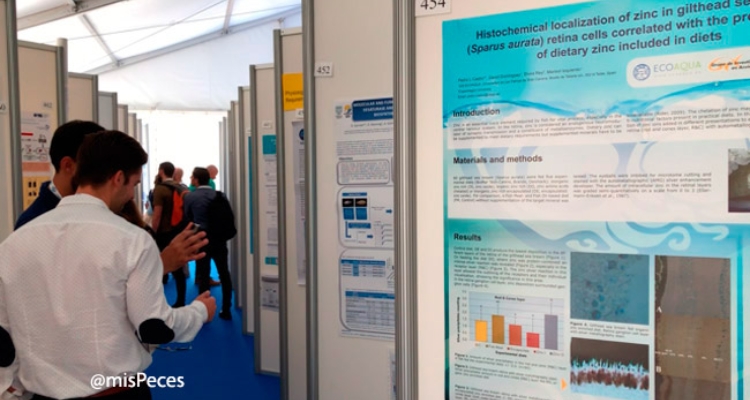 ae2017-zona-posters ae2017-zona-posters