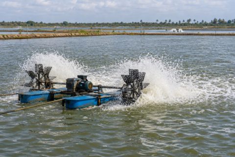 Ecuador’s shrimp sector warns of combined pressure from higher electricity tariffs and self-generation costs